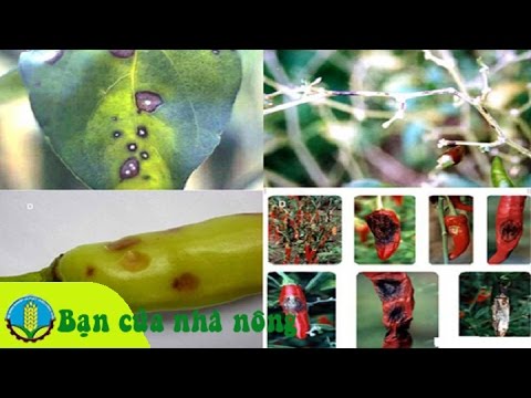 Phương pháp, kỹ thuật phòng và trị các bệnh hại trên cây ớt