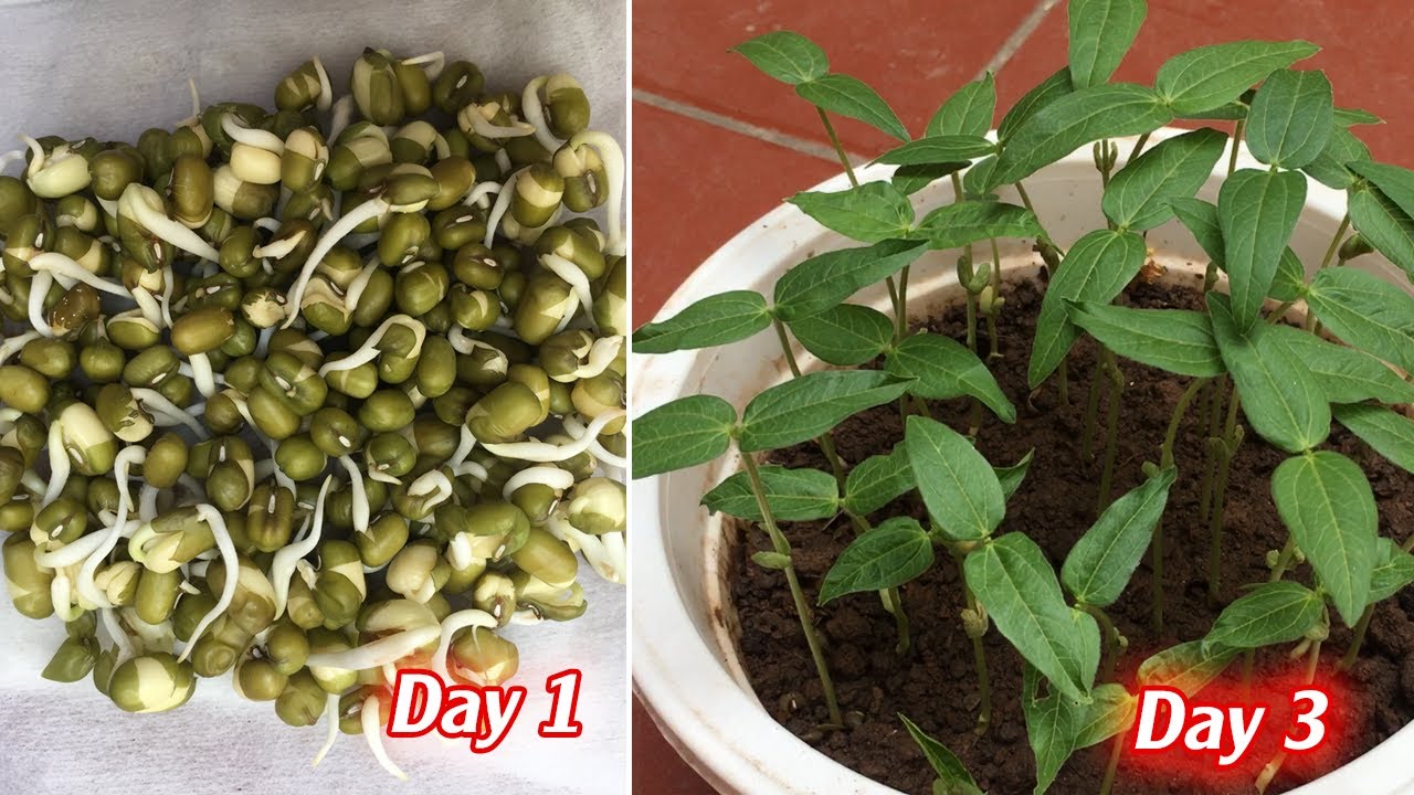 Phương pháp trồng đậu xanh đơn giản nảy mầm sau 1 ngày