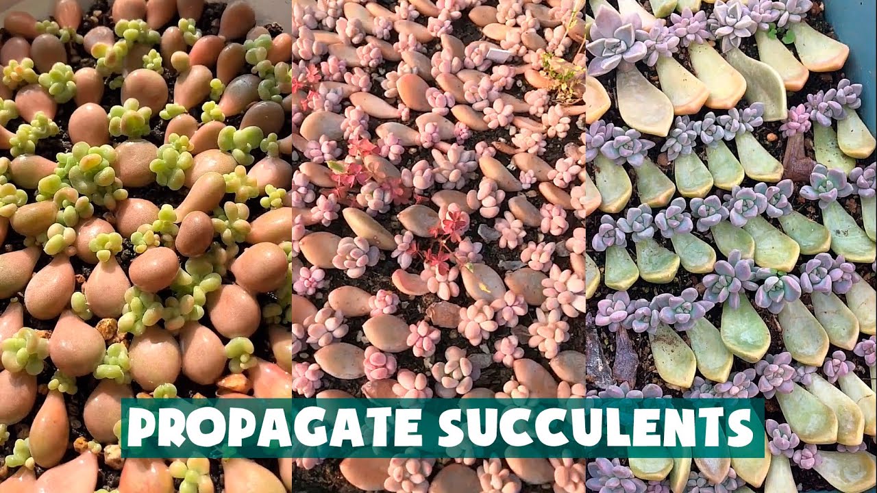 Propagate Succulent From Leaves| Nhân giống hàng nghìn cây sen đá từ lá| 多肉植物| 다육이들 | Suculentas