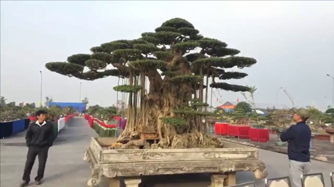 Quá nhiều cây đẹp -Triển lãm SVC Nam Định (Nam Dinh Bonsai trees exhibition)