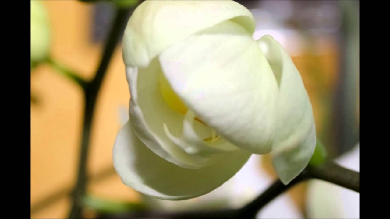 Quá trình lan hồ điệp nở hoa phalaenopsis bloom