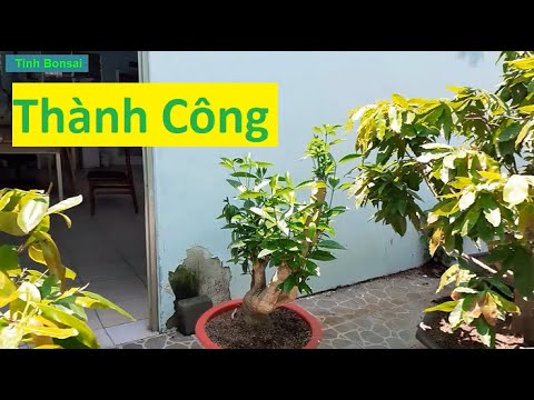 Ra Tượt Non Như Vậy Là Giải Quyết Vấn Đề Thành Công | Tính Bonsai