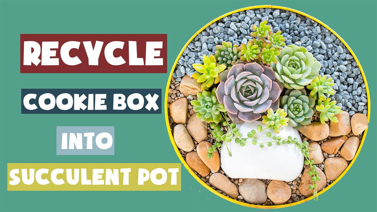 Recycle cookie box into succulent pot| Tái chế hộp bánh cũ thành chậu sen đá|多肉植物| 다육이들 | Suculentas