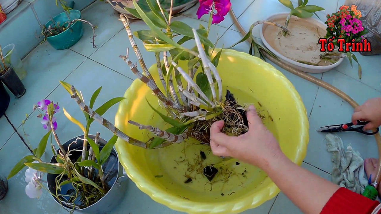 Repoting Orchidaceae - Sang Chậu Hoa Lan Thái