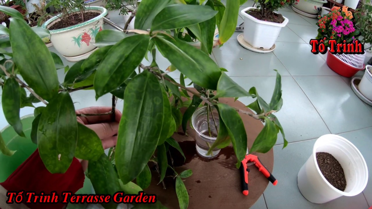 Reproduction Of Dracaena Surculosa Very Simple / Nhân Giống Cây Trúc Nhật Mọi Người Đều Có Thể Trồng