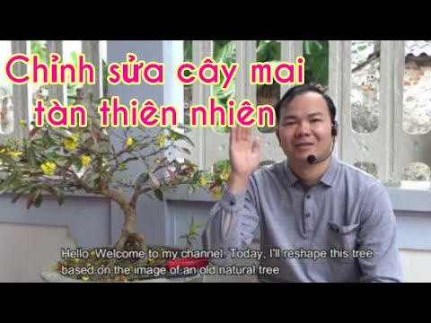 Reshaping a bonsai tree (English subtitle) - Chỉnh sửa cây mai tàn thiên nhiên, một số lưu ý.