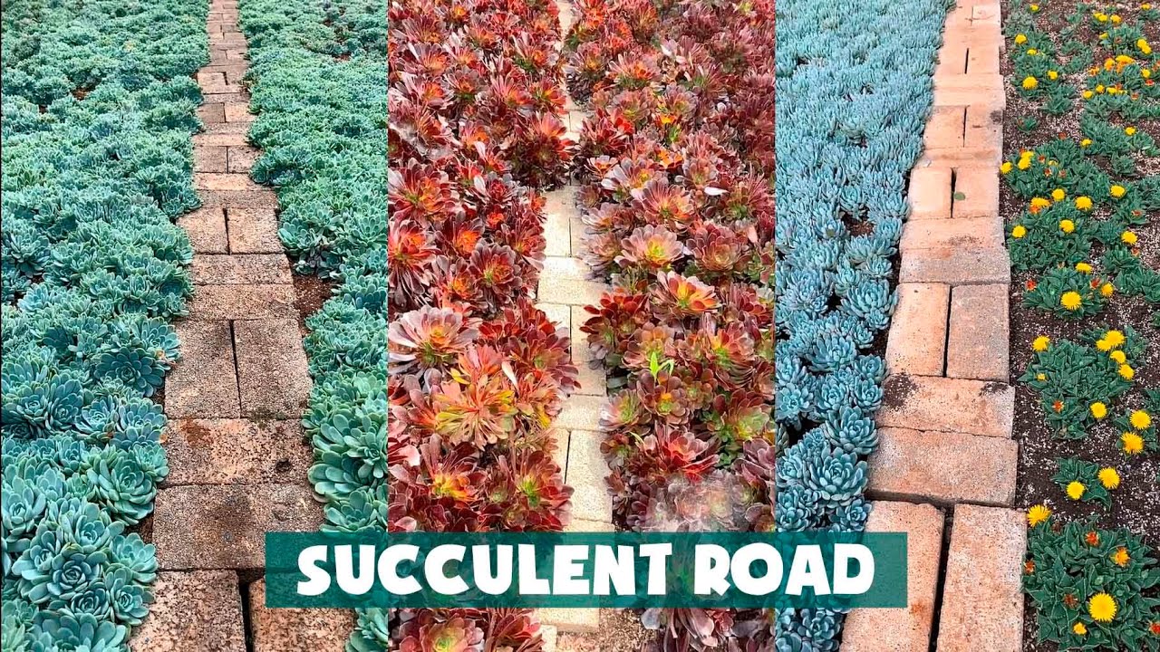 Road Full of Succulents| Những con đường ngập tràn sen đá| 多肉植物| 다육이들 | Suculentas