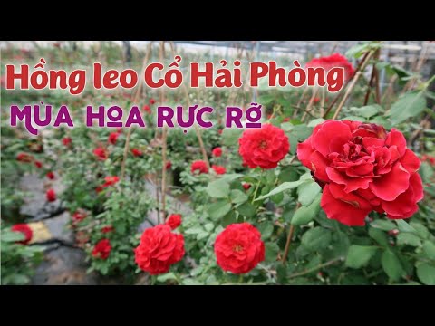 Rực rỡ vườn hồng leo Cổ Hải Phòng - Hồng leo dễ trồng, hoa rực rỡ nổi bật nhất