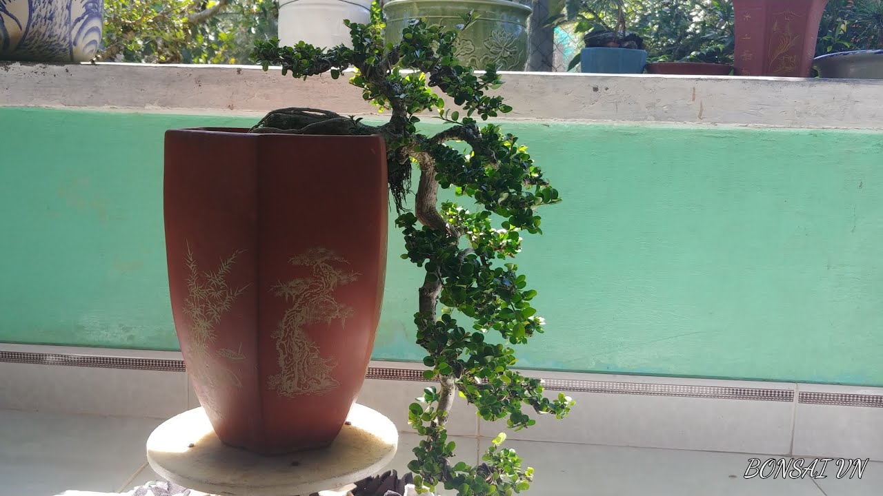 SAM HOA DÁNG ĐỖ HAY - BONSAI VN