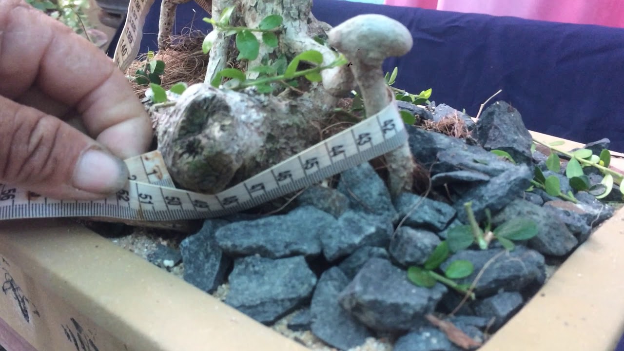 SAM HOA DÁNG QUÁI - BONSAI VN