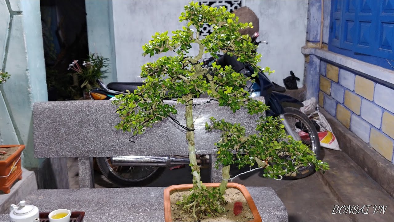 SAM HOA TRỰC CỐT ĐẾ ĐÃ | BONSAI VN