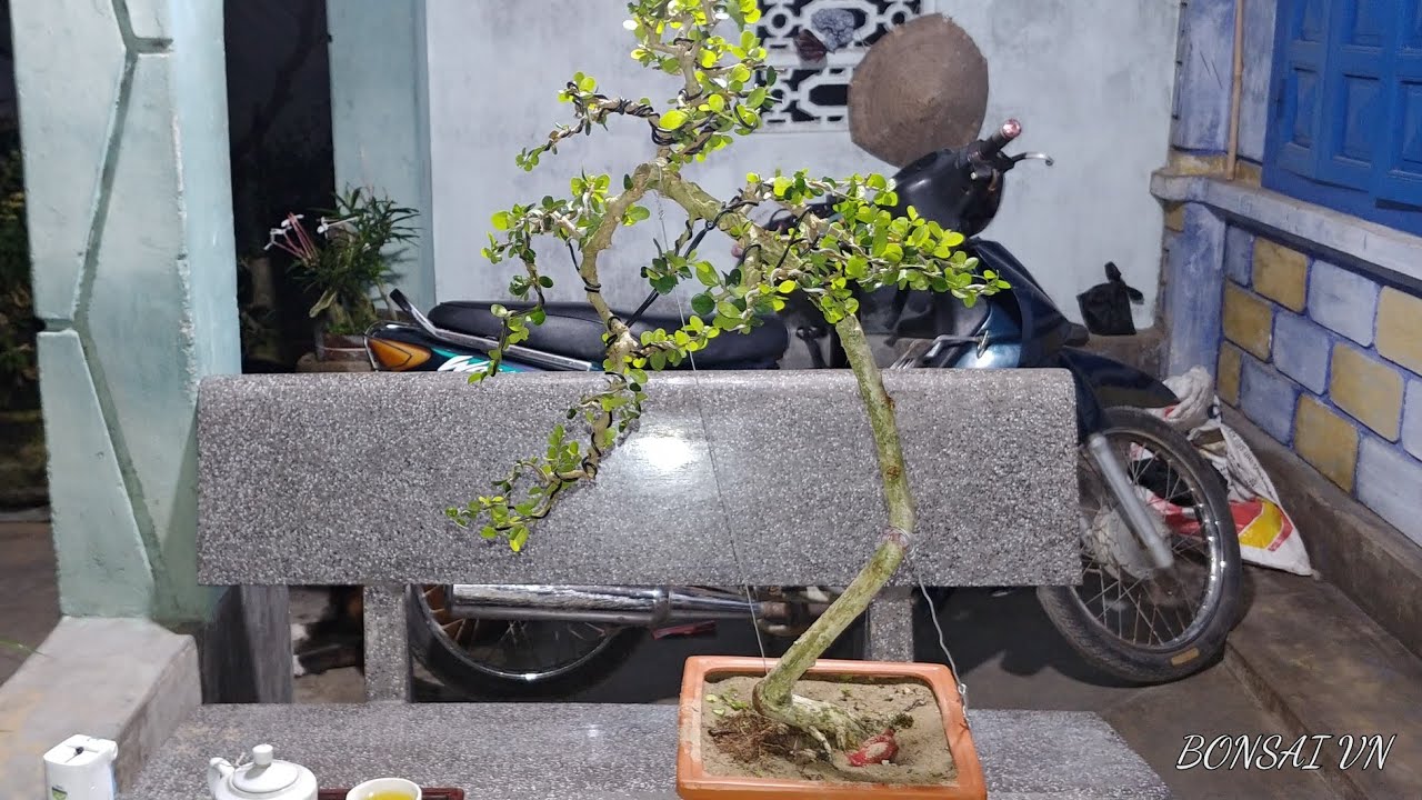 SAM HOA VĂNG NHÂN | BONSAI VN