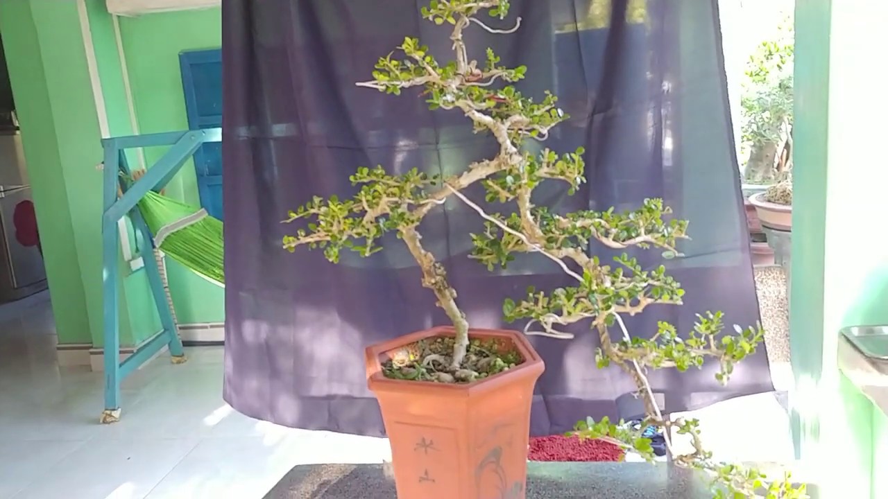 SAM TRÁI BÁN ĐỖ - BONSAI VN