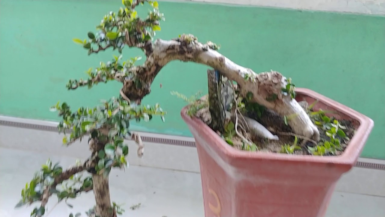 SAM TRÁI ĐỖ GIÀ U CỤC - BONSAI VN