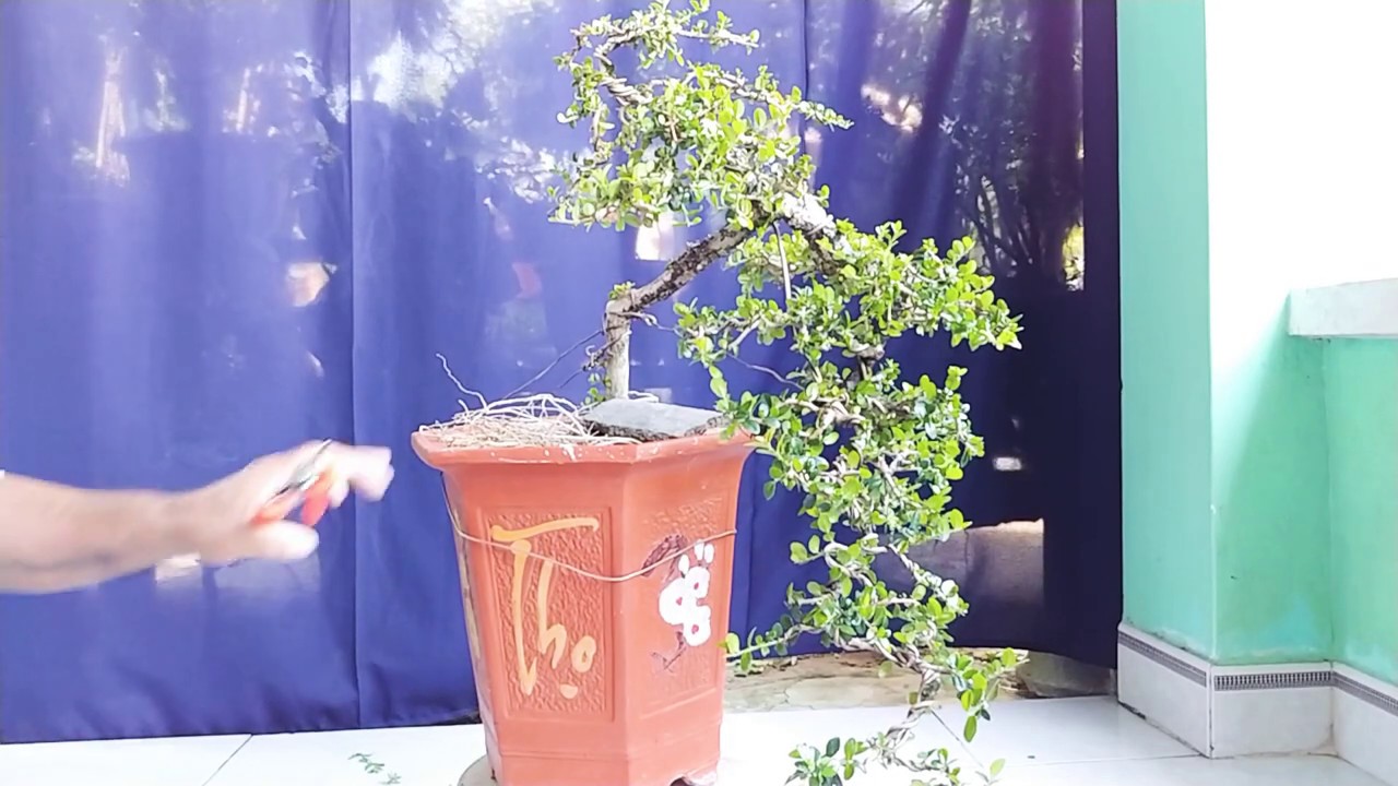 SAM TRÁI ĐỖ VÀ SAM TRÁI TRỰC - BONSAI VN