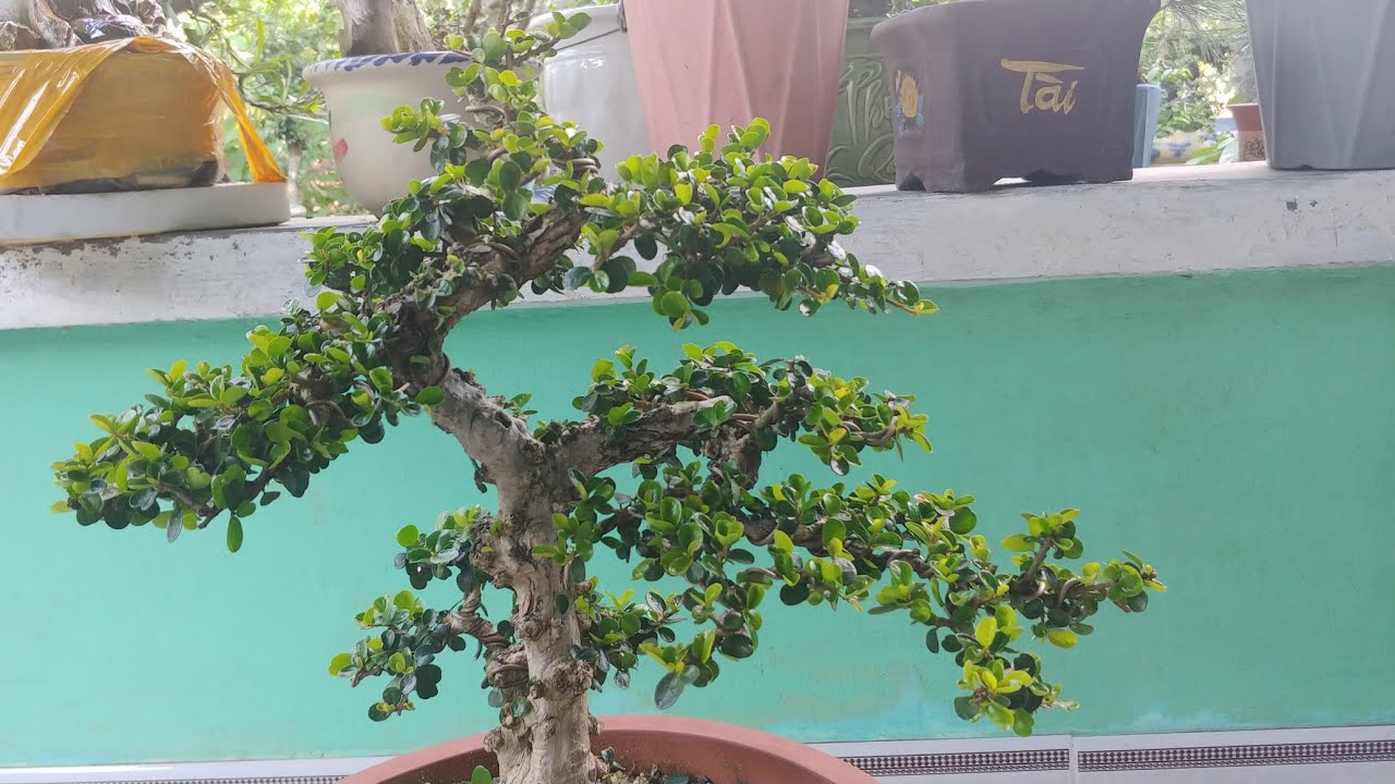 SAM TRÁI TRỰC U CỤC - BONSAI VN