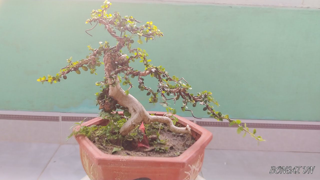 SAM TRÁI VÀ CÂY TRÀ PHÚC KIẾN | BONSAI VN