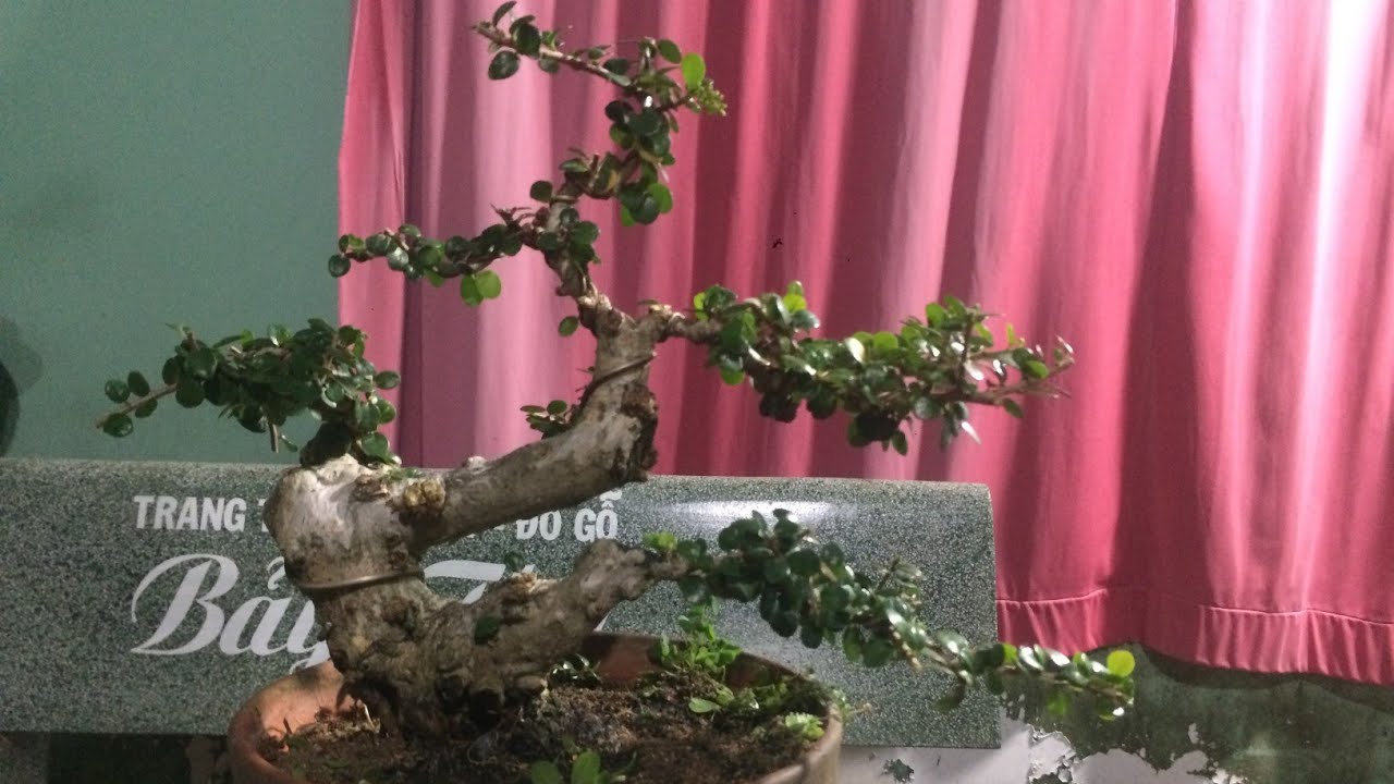 SAM TRÁI CỐT LẮC MINI - BONSAI VN