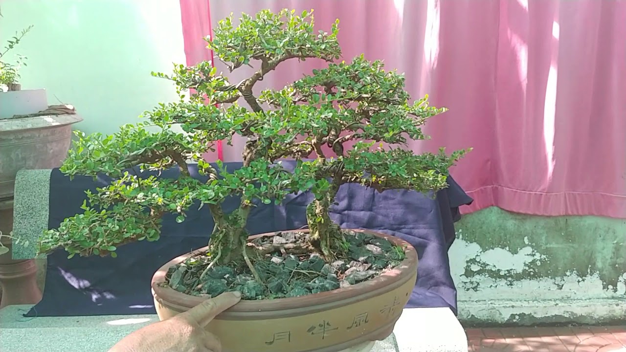 SAM TRÁI DÁNG TỰ NHIÊN - BONSAI VN