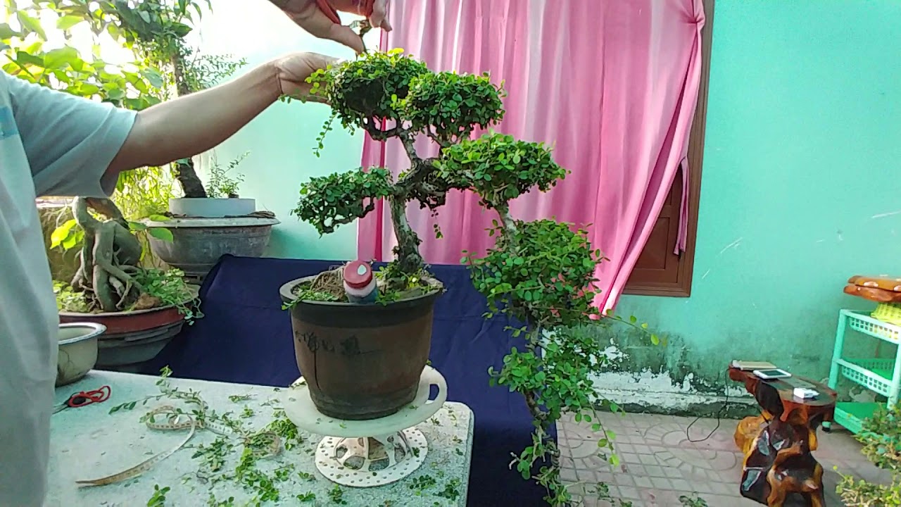 SAM TRÁI ĐỖ DÁNG XƯA - BONSAI VN