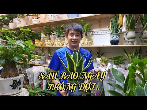 SAU BAO NGÀY TRÔNG ĐỢI...HÀNG NHẬP VỀ ĐẦY NHÀ