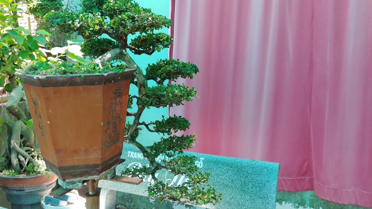 SIÊU PHẨM SAM TRÁI ĐỖ - BONSAI VN