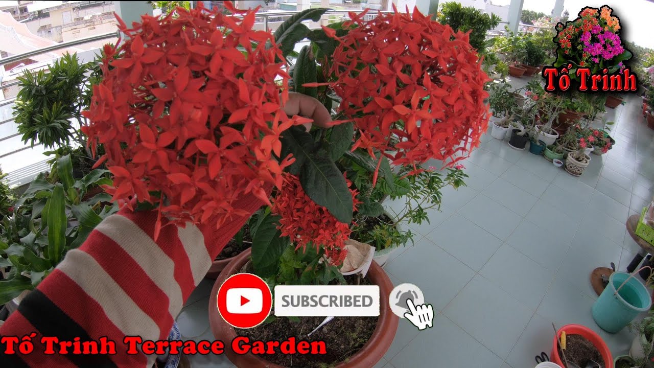 Sang Chậu Cây Trang Mỹ Đỏ ( Hoa Mẫu Đơn Đỏ ) / How To Replace Pots Ixora Coccinea