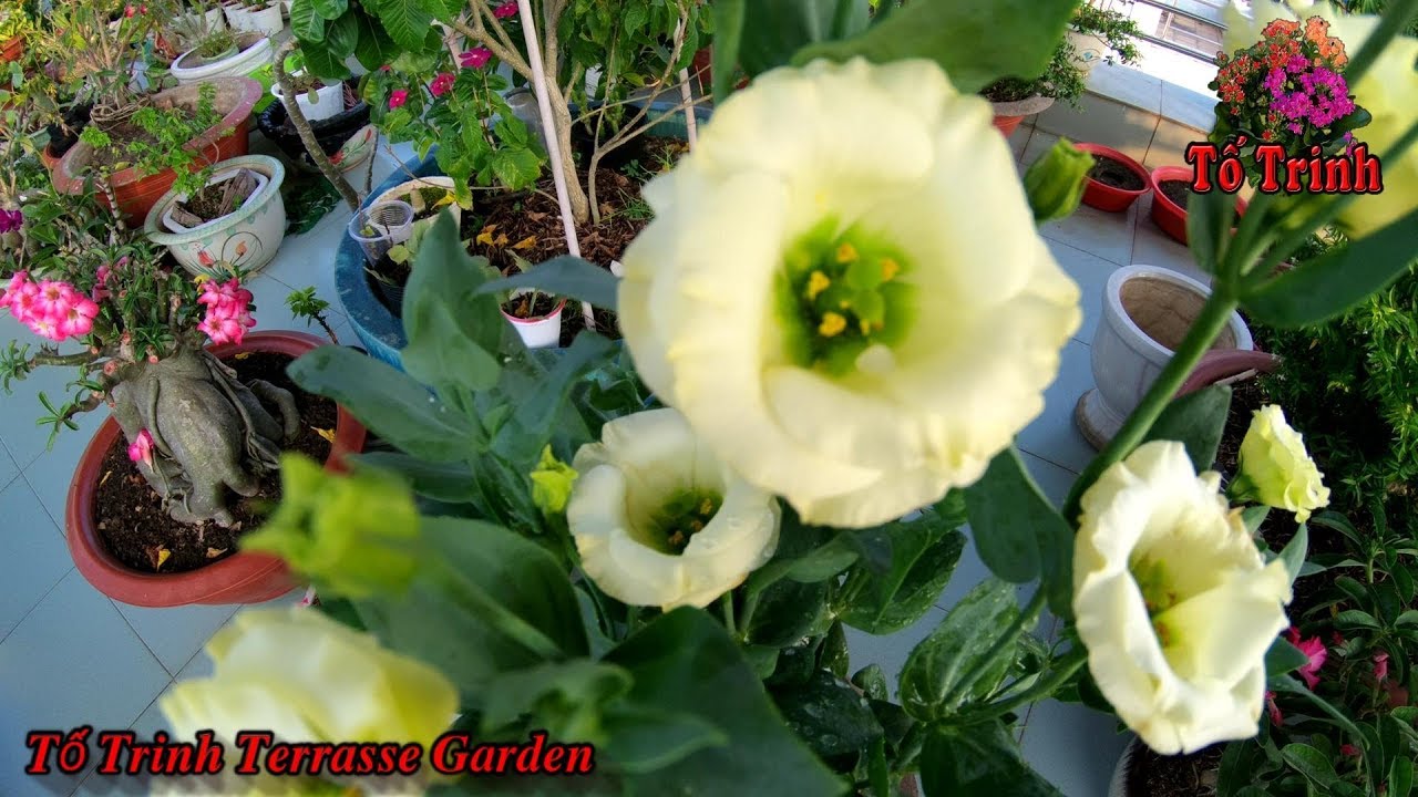 Sang Chậu Hoa Cát Tường Vàng / Eustoma Russellianum