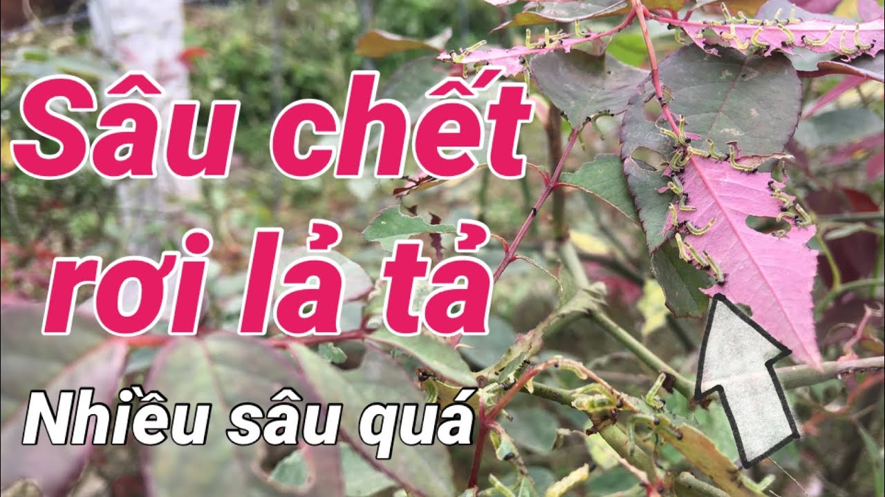 Sâu ăn lá hoa hồng chết như ngả dạ | Kênh làm vườn S Garden