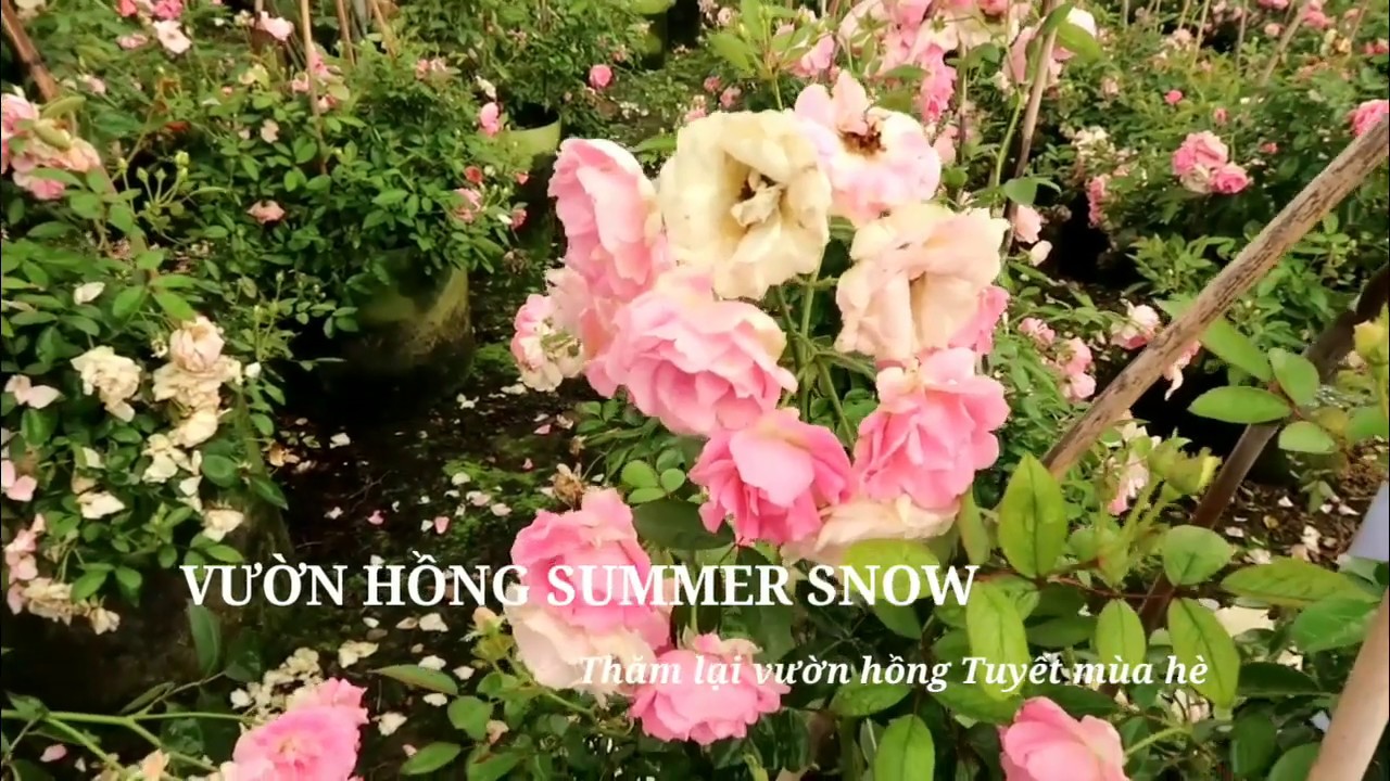 Sau hai tuần trở lại vườn hồng Tuyết Mùa Hè | the Pink Summer Snow Rose