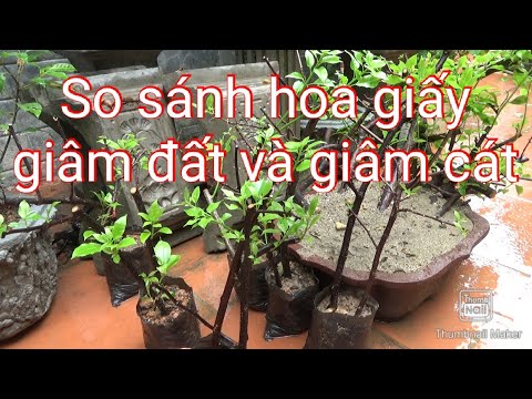 So sánh kết quả giâm hoa giấy bằng đất trộn và giâm bằng cát sau 1 tháng