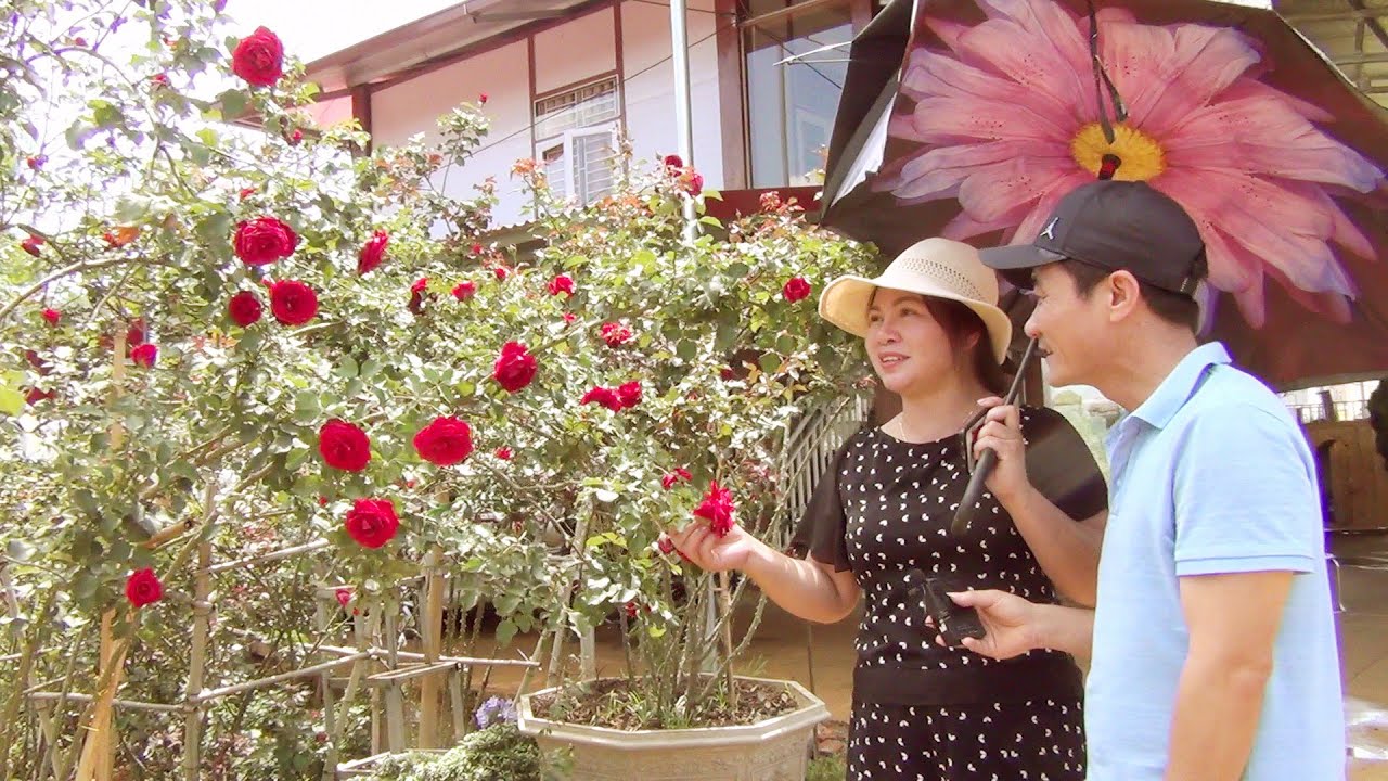 Sơn La: Mê mẩn vườn hoa hồng đẹp như tranh trị giá tiền tỷ