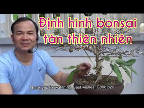 Style a material for bonsai (English subtitles) - Định hình 1 cây bonsai tàn thiên nhiên.