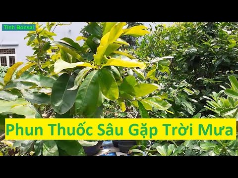 Sử Lý Phun Trừ Sâu Trên Mai Vàng Gặp Trời Mưa | Tính Bonsai