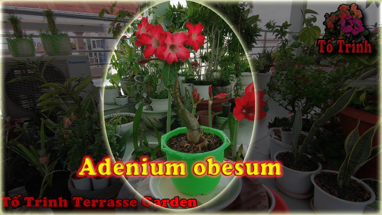 Sứ Thái Tuyệt Đẹp / BeauTiFul Adenium obesum