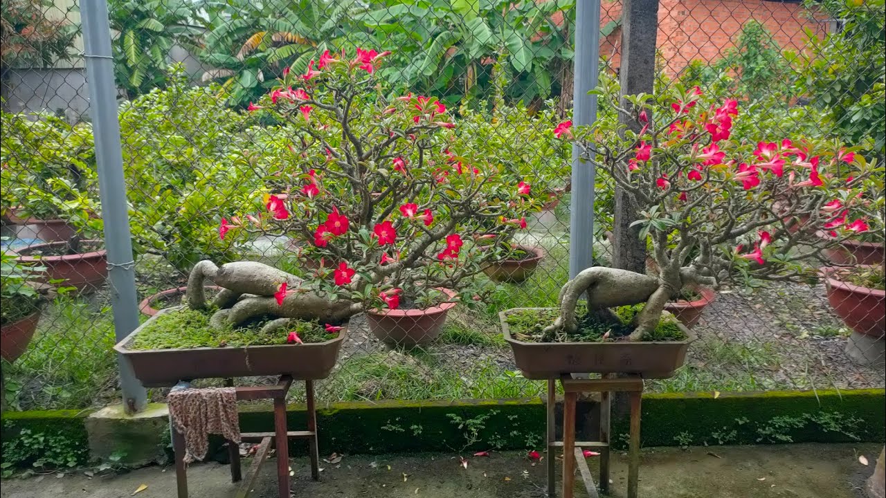 Sứ bonsai hình thú và ( cách nhìn triều tượng.)/Truyền bonsai