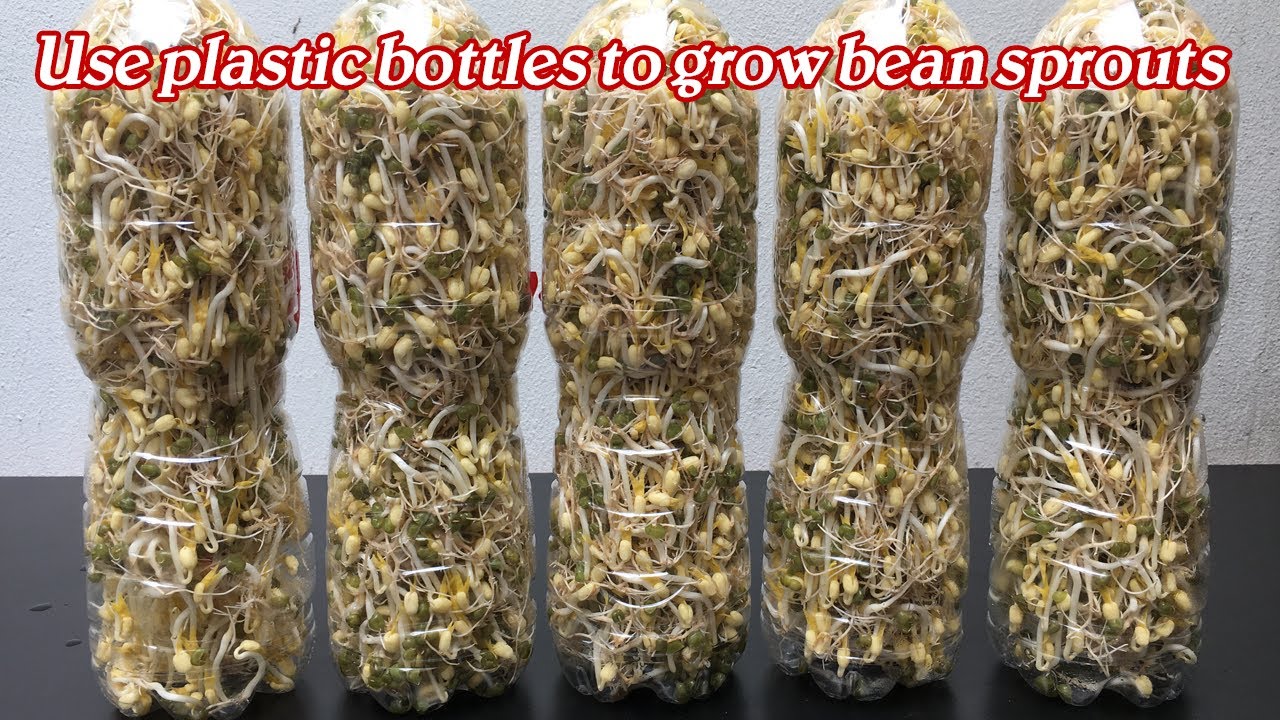 Sử dụng chai nhựa trồng giá đỗ cực đơn giản - Grow bean sprouts with plastic bottles
