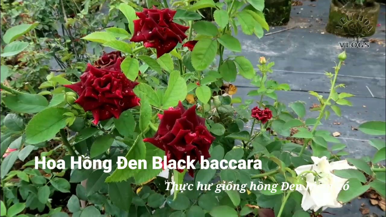 Sự thật về giống Hoa hồng Đen đang được săn lùng - Trên tay bông hồng Black Baccara