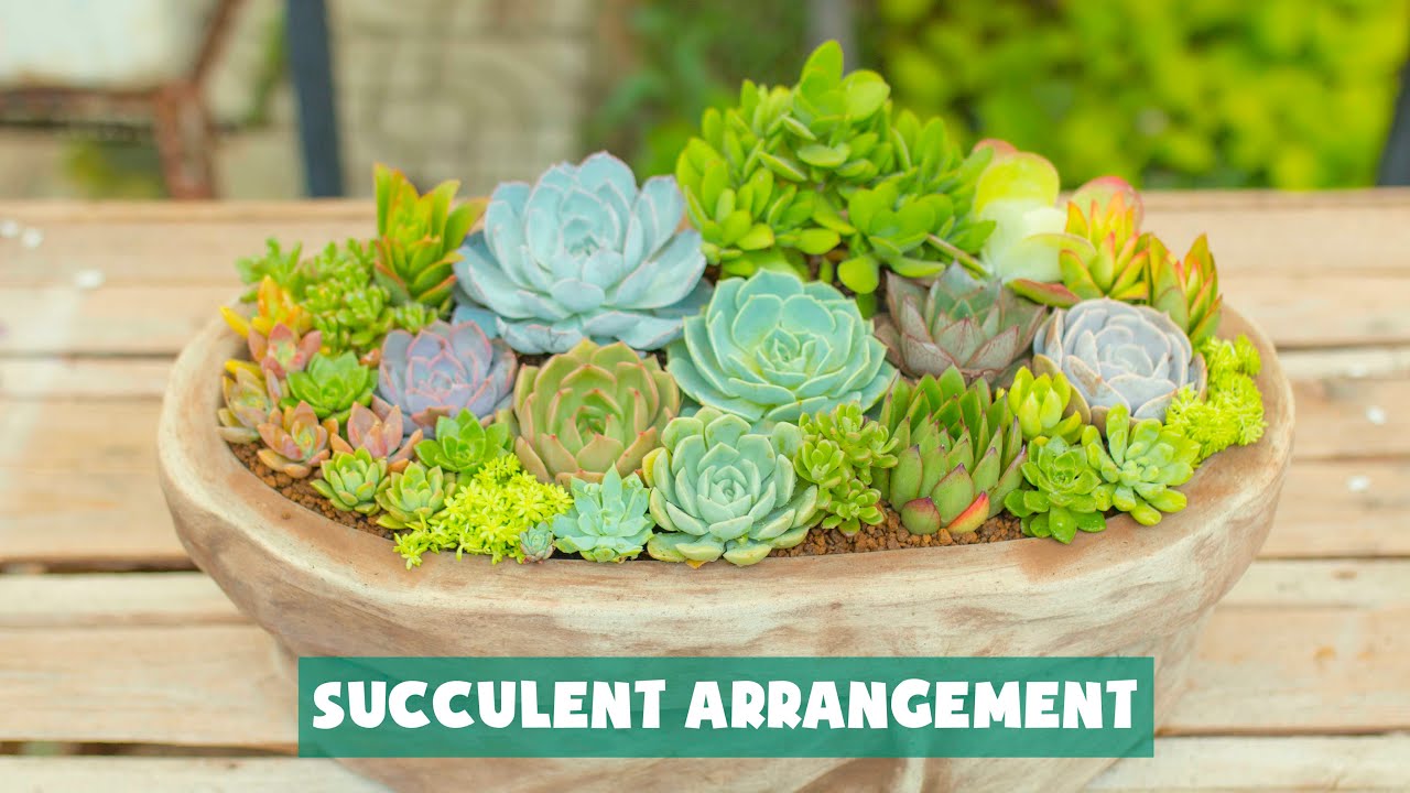 Succulent Arrangement Inspiration| Ý tưởng phối sen đá| 多肉植物| 다육이들 | Suculentas