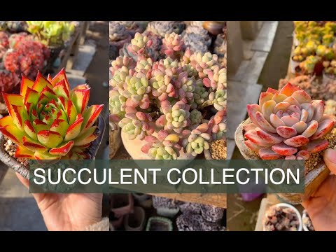 Succulent collection| Bộ sưu tập sen đá ngắm hoài không chán| 多肉植物 |www.vuonsenda.vn