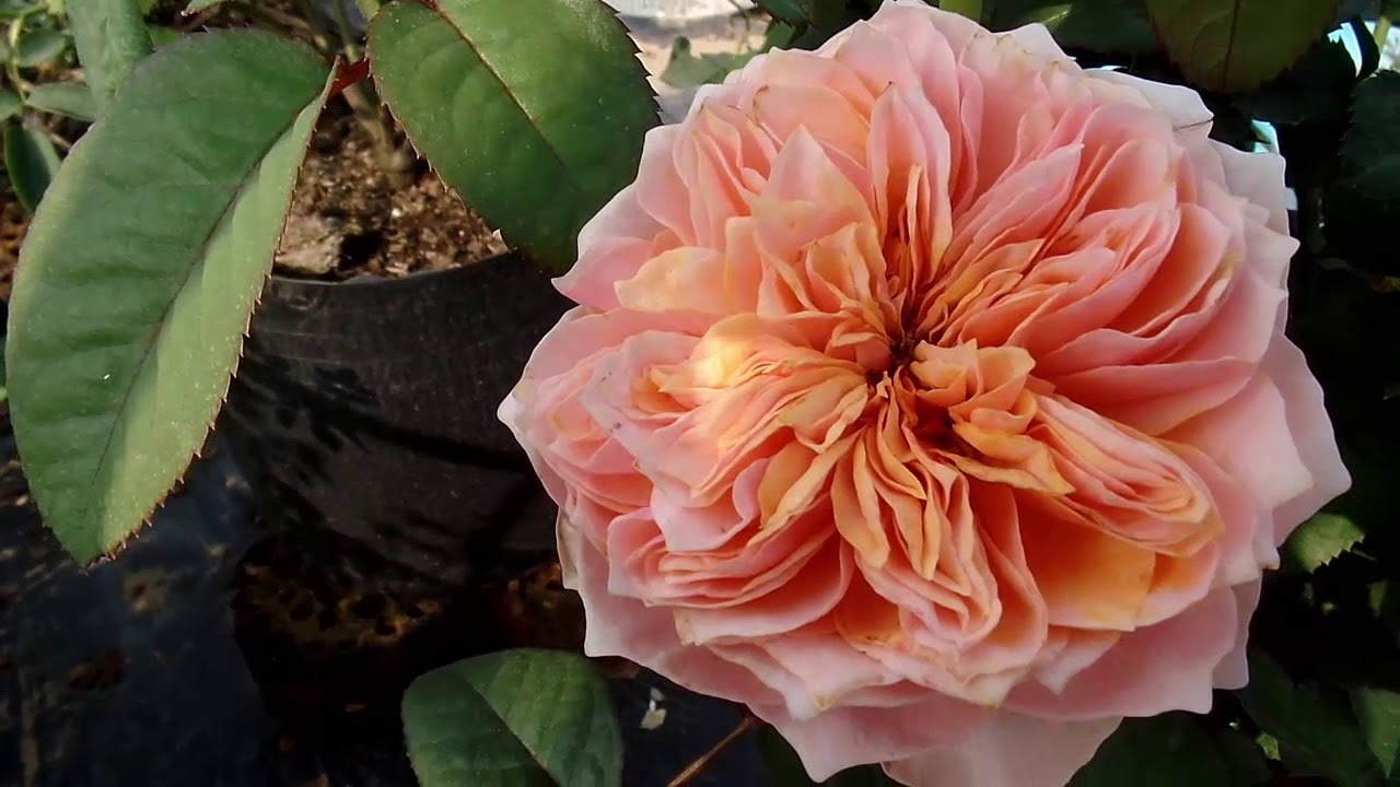 Sweet Vuvuzela rose (ngày 02/02/2018)