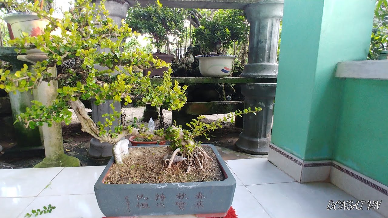 TÁC PHẨM SAM TRÁI SIÊU GIÀ - BONSAI VN