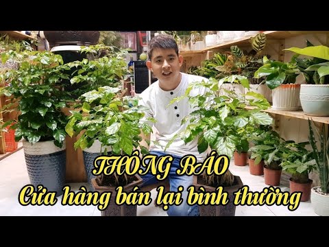 THÔNG BÁO CỬA HÀNG BÁN LẠI BÌNH THƯỜNG VÀ GIỚI THIỆU CẶP HẠNH PHÚC BON SAI ĐỘC ĐÁO