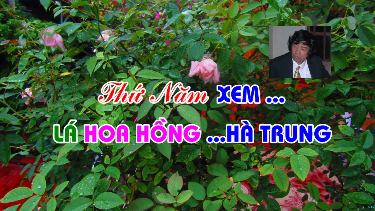 THỨ NĂM ...  XEM  LÁ HOA HỒNG HÀ TRUNG - TRUNG HOA HỒNG