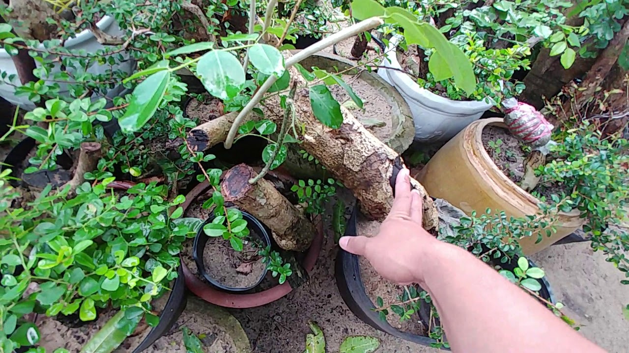 TÌM HIỂU GỖ TRẮC BONSAI - BONSAI VN