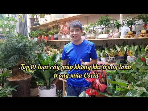 TOP 10 CÂY LỌC KHÔNG KHÍ HIỆU QUẢ TRONG MÙA DỊCH