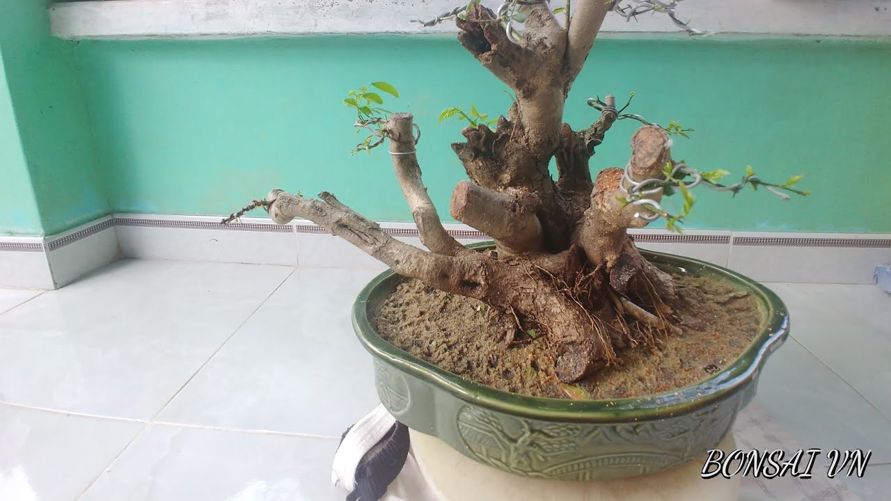 TRẮC DÂY MỘT CỐT ĐẸP - BONSAI VN