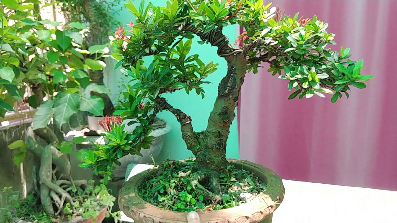 TRANG ĐỎ MINI - BONSAI VN