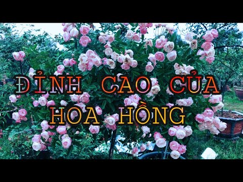 TREE ROSE. ĐỈNH CAO CỦA THÚ CHƠI HOA HỒNG.CHUẨN GARDEN TV