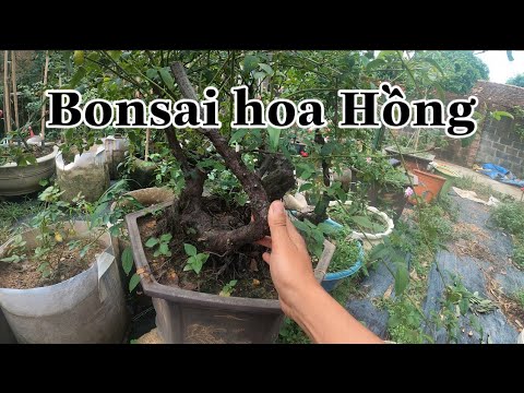 TREE ROSE VÀ BONSAI HOA HỒNG.CHUẨN GARDEN TV